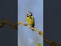 Cute Blue Tit Singing On A Spring Morning Birds