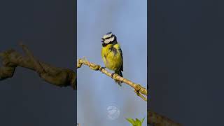 Download lagu Cute Blue Tit Singing On A Spring Morning #birds mp3