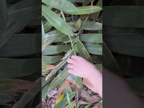 UMIDIGI G9 5G - 6.75” Display