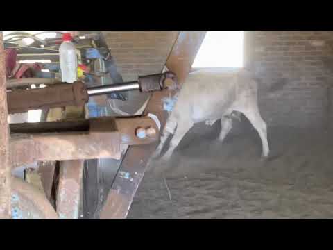 Crazy cow goes to the train station