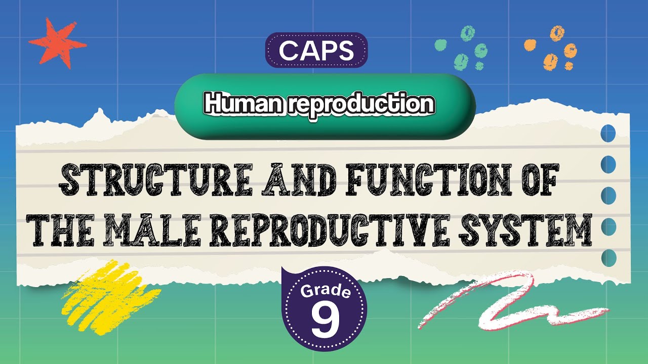 [GRADE 9] Structure and function of the male reproductive system