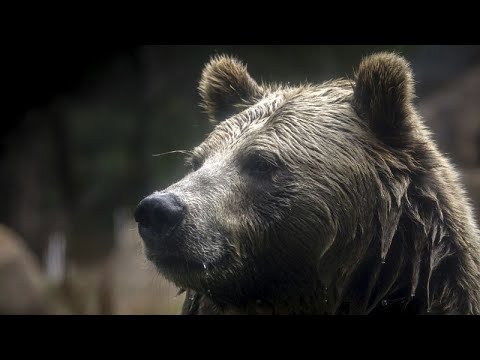 WATCH: Two bears survive zoo fire in Crimea