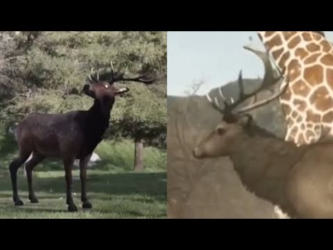 Zoombies 2 [2019] - Elk Screen Time