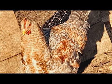 Hähne - krähen, wie klingen Brahma und Bielefelder Hähne !как звучат петли от Билефелд и Брахма !