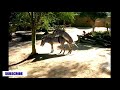Zebra Martin The Zoo Zebra Are In Enjoying Time Animal Zebra