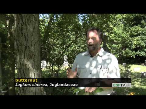 Trees with Don Leopold - butternut