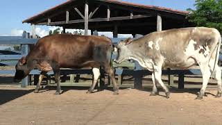 Vídeo 181 - 1ª ETAPA MEGA LIQUIDAÇÃO TOTAL AGROPECUÁRIA MARAJOARA - DIA 4 | GADO GIROLANDO E HOLANDÊS