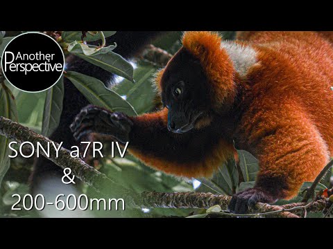 SONY A7R IV - How to photograph Wild Animals with Sony 200-600mm