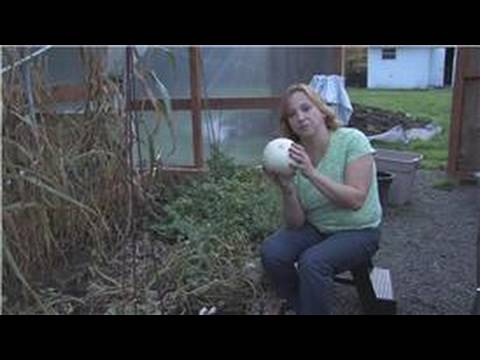 Gardening Tips : How to Grow Honeydew Melon