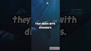 Download lagu sixgill shark | shark special | #sharkweek #shark #sixgillshark mp3 Download lagu sixgill shark | shark special | #sharkweek #shark #sixgillshark mp3
