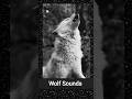 Wolf Sounds ( howling sound ) ❤️