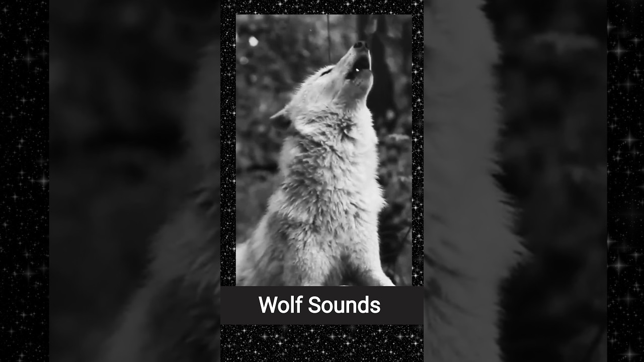 Wolf Sounds ( howling sound ) ❤️