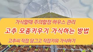 고추 모종 키우기 가식하는 방법 주의할점 [고추재배기술]