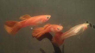 Flamingo - Sunshine guppy - March 2017