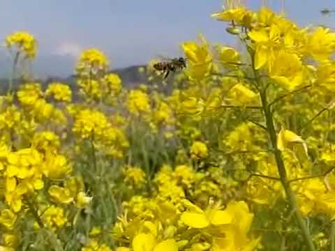 菜の花畑のミツバチ