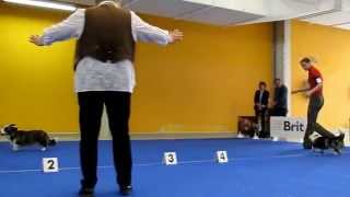 NVP Ostrava 2015 Welsh Corgi Cardigan