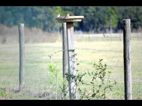 Assorted Sparrows at our Feeder