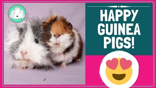 How Do I Make My Guinea Pig Happy?! Happiness Top Tips Revealed!