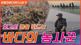 지금 먹어야 가장 맛있는 톳! 오독오독 식감이 바다포도와 같다?