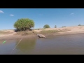Giant Crocodile Encounter Scares Fishermen in Western Australia