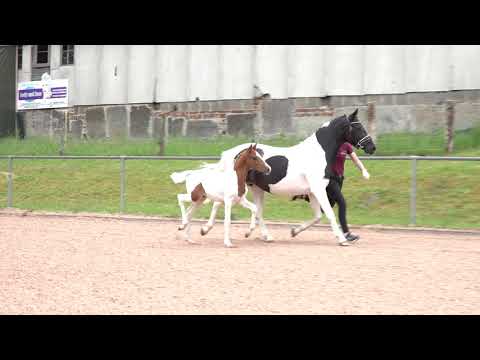 NAUGHTY BOY HF v  FS Numero Uno x Mr  Tarek