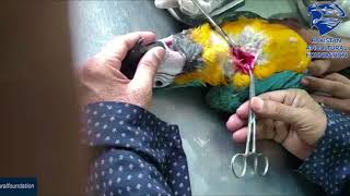 Official Vet of PAF removing the feeding Tube from the Crop of Macaw.