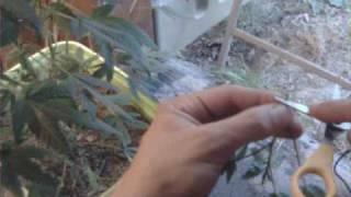 How To Clone Marijuana Using A Aeroponic / Hydroponic Clone Box