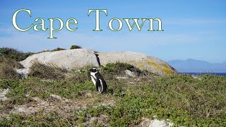 Day 2 in Cape Town! Went to a Penguin Tour!