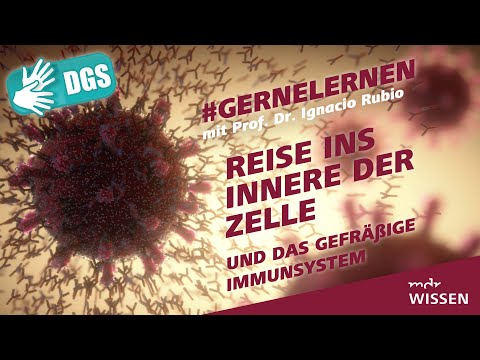 Gebärdefassung: Reise ins Innere der Zelle und das Immunsystem | #gernelernen mit MDR Wissen