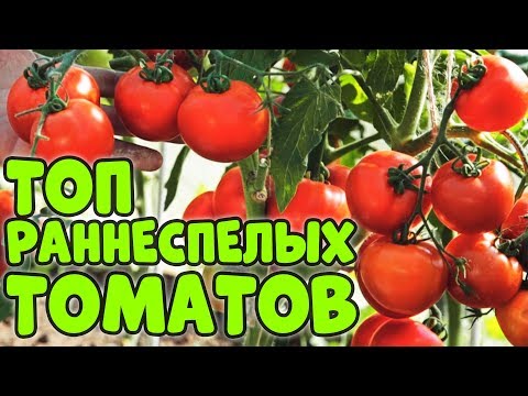 Миниатюра изображения товара Набор семян Агрофирма Партнер Томат Верочка F1 (3 пакетика)