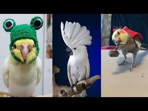 Perroquets amusants qui parlent - | animaux de compagnie amusants