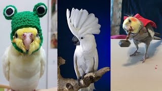 Miniature vidéo
