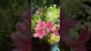ほったらかしの挿し木さつきの開花 #盆栽 #bonsai #gardening