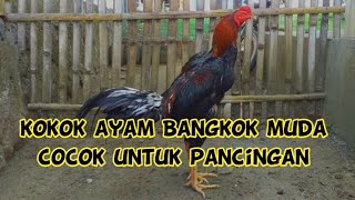Download lagu Kokok ayam Bangkok muda. cocok untuk didengar/pancingan. ( serak & merdu ) mp3