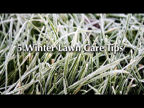 download lagu mp3 mp4 Winter Lawn Care In The South, download lagu Winter Lawn Care In The South gratis, unduh video klip Winter Lawn Care In The South