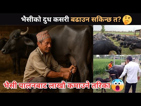 भैसीको दुध कसरी बढाउन सकिन्छ त | Bhaisi ko dudh badaune 8 tips and tricks | Bhaisi palan nepal