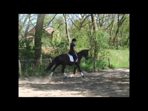 APANATSCHI 4j. von Apache -Sarkozy VB 10.000,- Euro