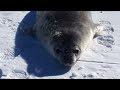 Seal says “wa”