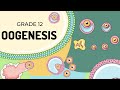 Human Reproduction Oogenesis Missangler