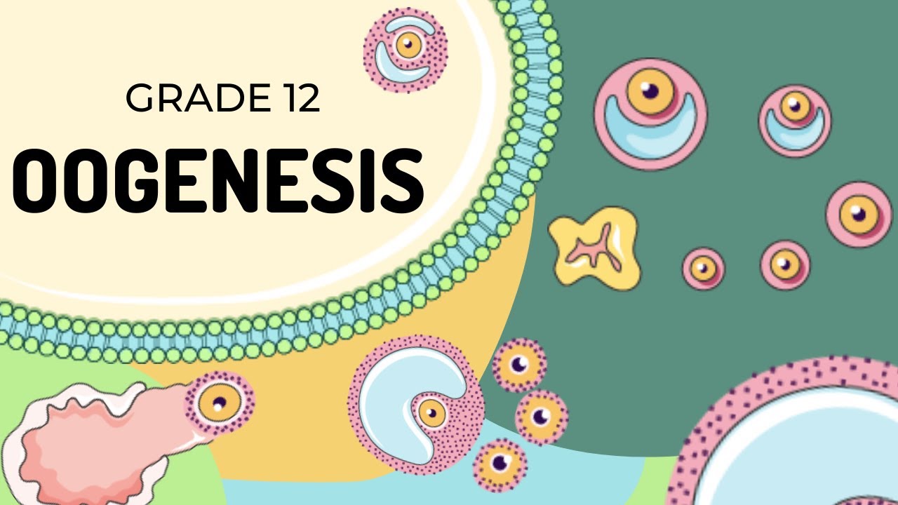 Human Reproduction  Oogenesis #missangler