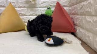 トイプードルの動画01