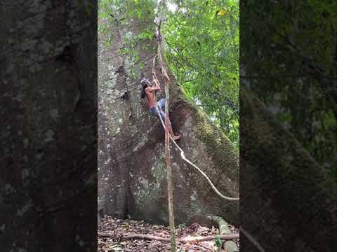 Alter do Chão - Amazonia