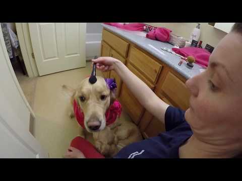 Pippa the Golden Retriever Valentine Makeup Tutorial ASMR Brushing