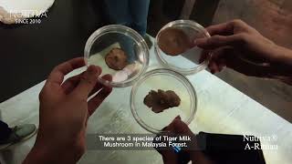 Get to know Tiger Milk Mushroom (Malaysia's National Treasure)