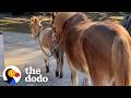 33 Year Old Blind Pony Gets A Seeing Eye Donkey The Dodo