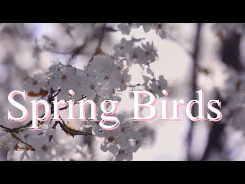 Spring Birds, 10 HOURS Calming Garden Sounds, Birds Chirping and Buzzing Bees