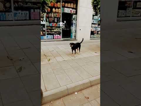 #vidushi #reels #doglover