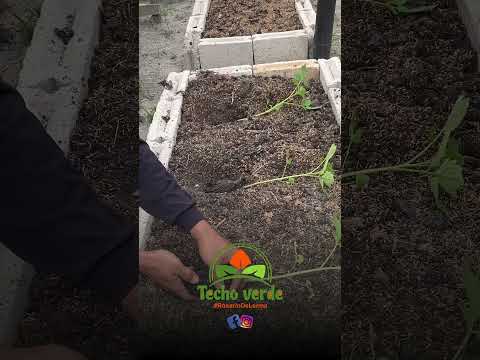 BROTY Techo Verde #animaná #salta #plantas #jardin