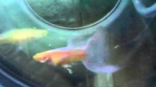 July 2011 - Albino Skyblue / Blue tuxedo