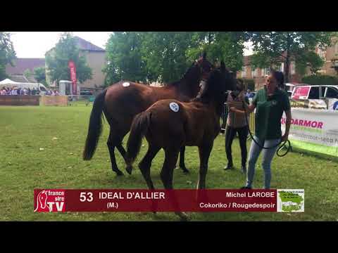 Sprinter Sacré Show 2018 : Lot 53 - IDEAL D'ALLIER